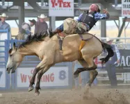Iconic Log Cabin At The Yellowstone River Ranch