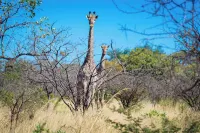 Dakeni Game Farm