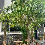 8 Rooms House Hotels in Balçova