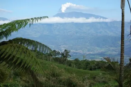 Bungalow in the jungle Отели в г. Турриальба