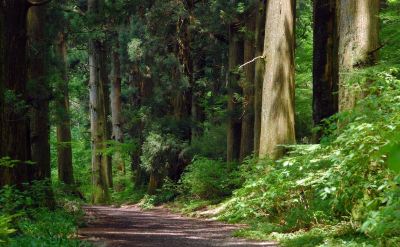 ホテル周辺 箱根レイクホテルの写真