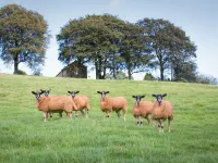 Well appointed cottage on a working hill farm Hotels in Otley
