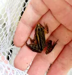 4bd/3b -Tranquil Lakefront rental neighboring Lake Winnipesaukee & Squam