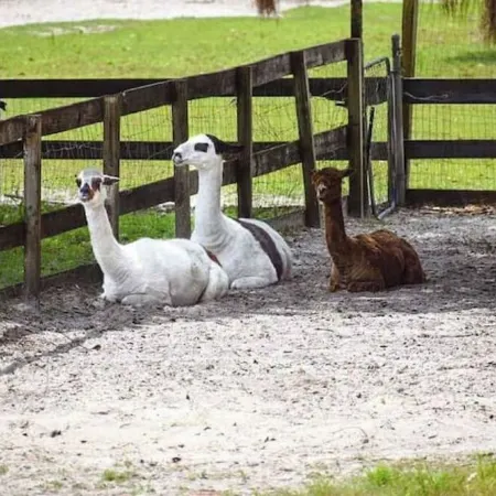 Two Old Goats Farm