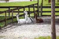 Two Old Goats Farm