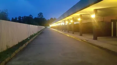 รูปภาพของต้นปาล์มรีสอร์ท