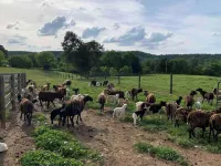 Cozy Farmhouse near Mammoth Cave on 45+ acre animal farm