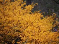 Petit Hotel Hoshi No Shizuku Hotels in Kitashiobara