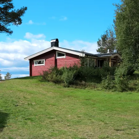 Kvisthån Idegranen
