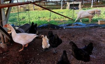 Gochang Four Season Farm Stay Pension