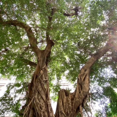 Grand Banyan Hotel