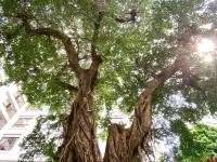 Grand Banyan Hotel Hotels near Black-faced Spoonbill Ecology Exhibition Hall