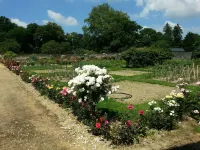In Anjou in the castle vegetable garden, Peace, flower and vegetable