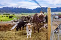 Off-grid tiny home in apple orchard with million-dollar mountain views!
