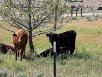 Family Farm Bunkhouse with a View