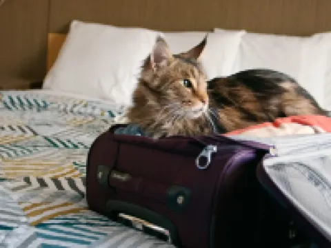 スタジオ 6 スイーツ チャタヌーガ テネシー - ルックアウト マウンテン チャタヌーガのホテル