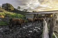 Agriturismo la Fontaccia - Homestays
