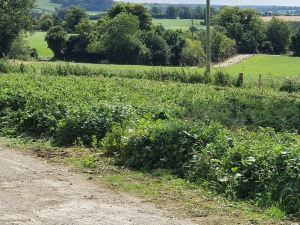 Exquisite Settings on A Private Farm River Walks