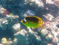 斯特拉馬卡迪海灘五星級木屋
