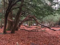 BARN COTTAGE. Delightful luxury rustic barn conversion nr New Forest/south coast