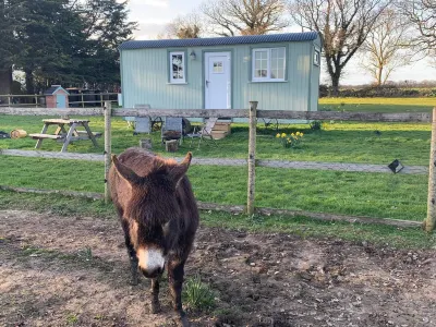 Starry Meadow & Rescued Animal Experiences