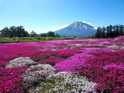 ホテル周辺 ミッドタウン　ニセコの写真