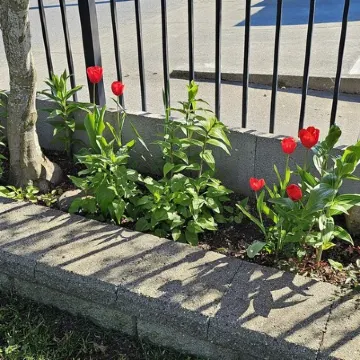 A Walk to the Harborfront