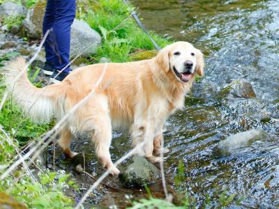 ホテル周辺 高山わんわんパラダイスの写真