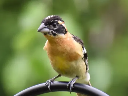 Charming Vashon Island Cottage - Just 3 minutes from the ferry. Отели рядом с достопримечательностью «Lavender Hills Farm»