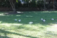 Oasis Inn Apartments Hotels in Manunda