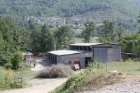 Le Chianine dei Tognoli