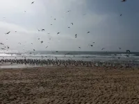 Lakefront 500 meters from the seafront. Pets accepted. Hotels in Mira