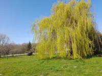 Le Gîte du Saule . en Sologne , Entre Chambord et zoo de Beauval Hotels in Cheverny