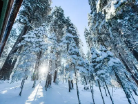 Hibernation Station Peaceful Cabin Retreat - Fireplace, Hiking, Blue Lake Spring Hotels in Arnold