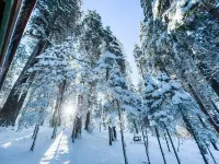 Hibernation Station Peaceful Cabin Retreat - Fireplace, Hiking, Blue Lake Spring