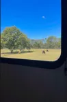 The Alpaca Campa  - Minutes to Nashville