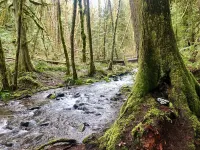 Cozy Family-Friendly Forest Escape Near Mt Hood