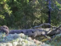 Divaanikivi Hotels in Padasjoki