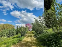 Uliveto Magico Hotels in Cannara