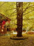 Jinlinyuan Farmhouse, Yinxing Village, Tengchong Hotels in Ginkgo Village