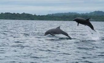 two dolphins are leaping out of the water in a body of water , with one of them jumping out of the water at Casa Piedra