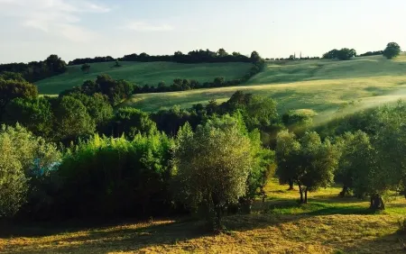 Romantic HideAway in an Old Olive Grove - EcoTourism - Huge Pool
