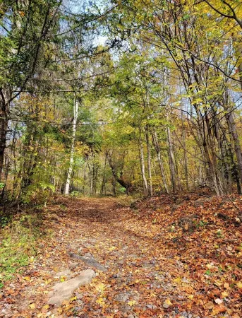 Pickles Place<br>Cabin located at trailhead of Hatfield and Mccoy/outlaw trails