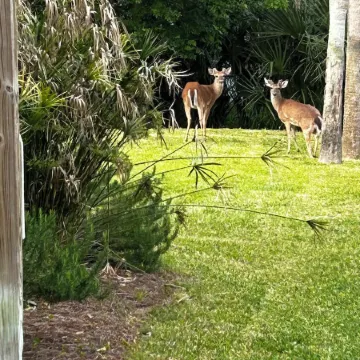 SEABATICAL. Lovely beach house steps to the beach with private pool