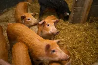 Apartment No. 2 in the Main House – Bright, Cozy, and Well Equipped 哈菲克斯貝克住宿飯店