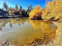 Family and pet friendly cabin near Shaver Lake! Hotels in Auberry