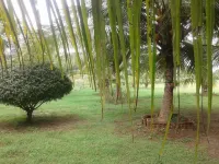 سوانيلا ريست