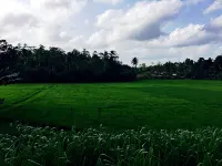 Thaaru Guest