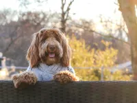 Dog Spa Resort Altopiano