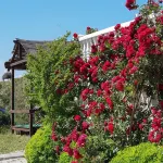 Ciftlik Hotel Hotel di Sehit Mehmet Mahallesi